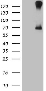 CFI Antibody in Western Blot (WB)