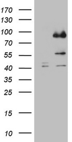 CFI Antibody in Western Blot (WB)