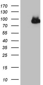 CFI Antibody in Western Blot (WB)