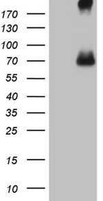 CFI Antibody in Western Blot (WB)