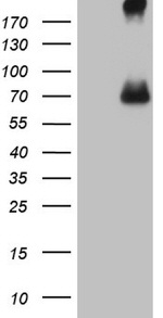 CFI Antibody in Western Blot (WB)
