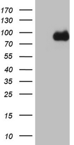 CFI Antibody in Western Blot (WB)