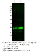 Cofilin Polyclonal Antibody