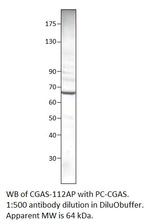 C6orf150 Polyclonal Antibody