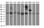 CHAF1B Antibody in Western Blot (WB)