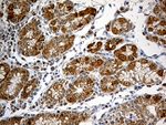 CHCHD10 Antibody in Immunohistochemistry (Paraffin) (IHC (P))