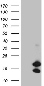 CHCHD10 Antibody in Western Blot (WB)