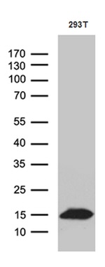 CHCHD10 Antibody in Western Blot (WB)