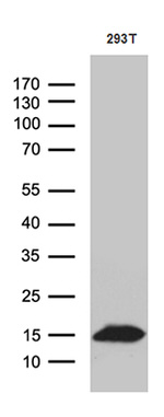 CHCHD10 Antibody in Western Blot (WB)