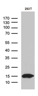 CHCHD10 Antibody in Western Blot (WB)