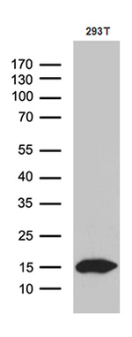 CHCHD10 Antibody in Western Blot (WB)