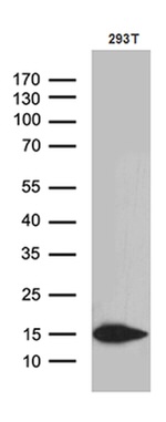 CHCHD10 Antibody in Western Blot (WB)