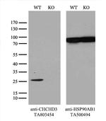 CHCHD3 Antibody