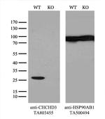 CHCHD3 Antibody