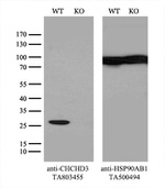 CHCHD3 Antibody in Western Blot (WB)