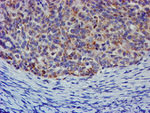 CHCHD5 Antibody in Immunohistochemistry (Paraffin) (IHC (P))
