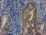 CHCHD5 Antibody in Immunohistochemistry (Paraffin) (IHC (P))