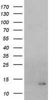 CHCHD5 Antibody in Western Blot (WB)