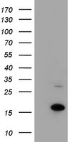 CHCHD5 Antibody in Western Blot (WB)