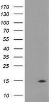 CHCHD5 Antibody in Western Blot (WB)