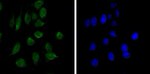 CHD3 Monoclonal Antibody (2G4)