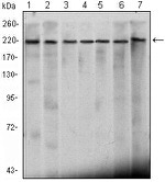 CHD3 Antibody in Western Blot (WB)