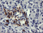 CHGA Antibody in Immunohistochemistry (Paraffin) (IHC (P))