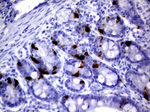 CHGA Antibody in Immunohistochemistry (Paraffin) (IHC (P))