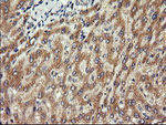 CHGA Antibody in Immunohistochemistry (Paraffin) (IHC (P))