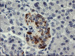 CHGA Antibody in Immunohistochemistry (Paraffin) (IHC (P))
