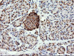 CHGA Antibody in Immunohistochemistry (Paraffin) (IHC (P))