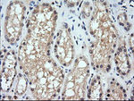 CHGA Antibody in Immunohistochemistry (Paraffin) (IHC (P))