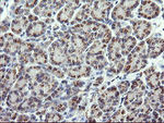 CHGA Antibody in Immunohistochemistry (Paraffin) (IHC (P))