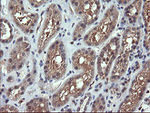 CHGA Antibody in Immunohistochemistry (Paraffin) (IHC (P))