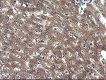CHGA Antibody in Immunohistochemistry (Paraffin) (IHC (P))