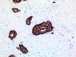 CHGA Antibody in Immunohistochemistry (Paraffin) (IHC (P))