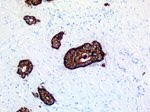CHGA Antibody in Immunohistochemistry (Paraffin) (IHC (P))