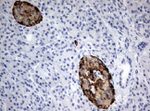 CHGA Antibody in Immunohistochemistry (Paraffin) (IHC (P))