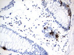 CHGA Antibody in Immunohistochemistry (Paraffin) (IHC (P))
