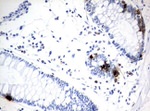 CHGA Antibody in Immunohistochemistry (Paraffin) (IHC (P))