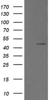 CHGA Antibody in Western Blot (WB)