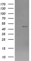 CHGA Antibody in Western Blot (WB)