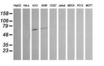 CHGA Antibody in Western Blot (WB)
