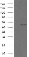 CHGA Antibody in Western Blot (WB)