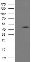 CHGA Antibody in Western Blot (WB)