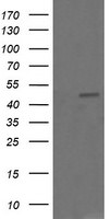 CHGA Antibody in Western Blot (WB)