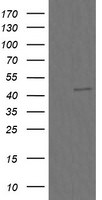 CHGA Antibody in Western Blot (WB)
