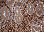CHIA Antibody in Immunohistochemistry (Paraffin) (IHC (P))