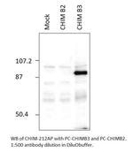 Chimaerin beta 3 Polyclonal Antibody