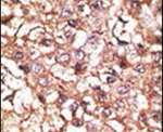 STUB1 Antibody in Immunohistochemistry (IHC)